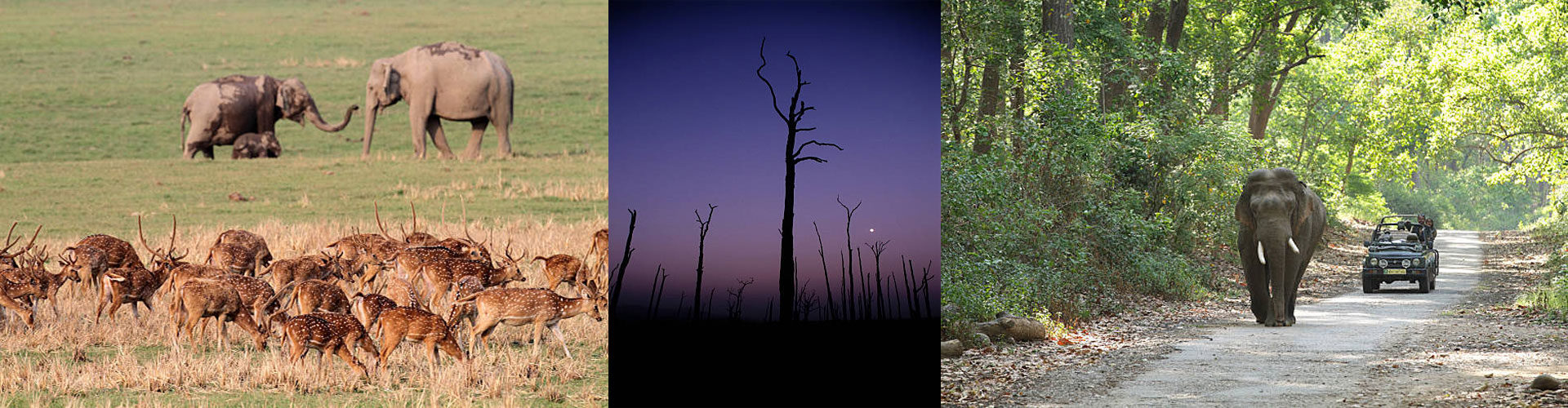 Dhela Jeep Safari Zone Banner