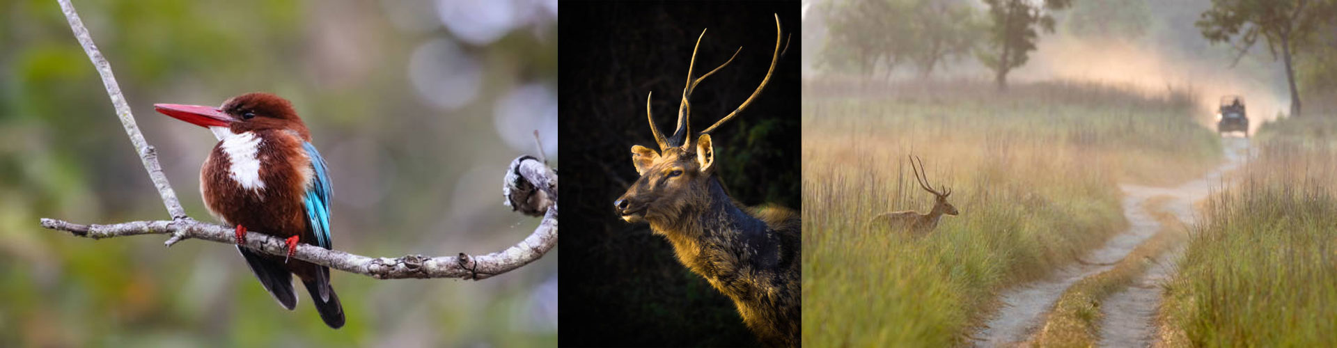 Durgadevi Jeep Safari Zone Banner