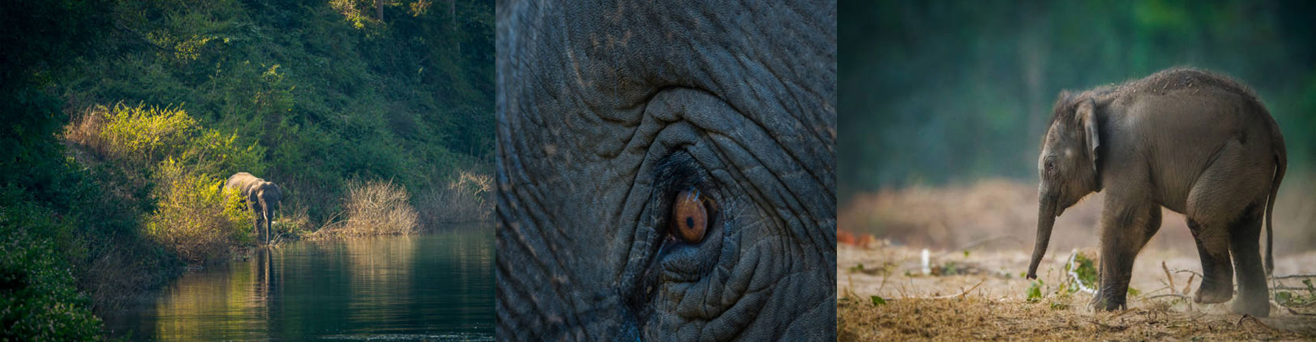 Elephant Safari Banner