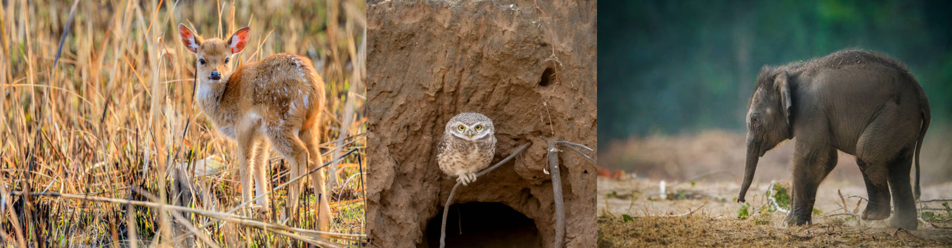 Garjiya Jeep Safari Zone Banner