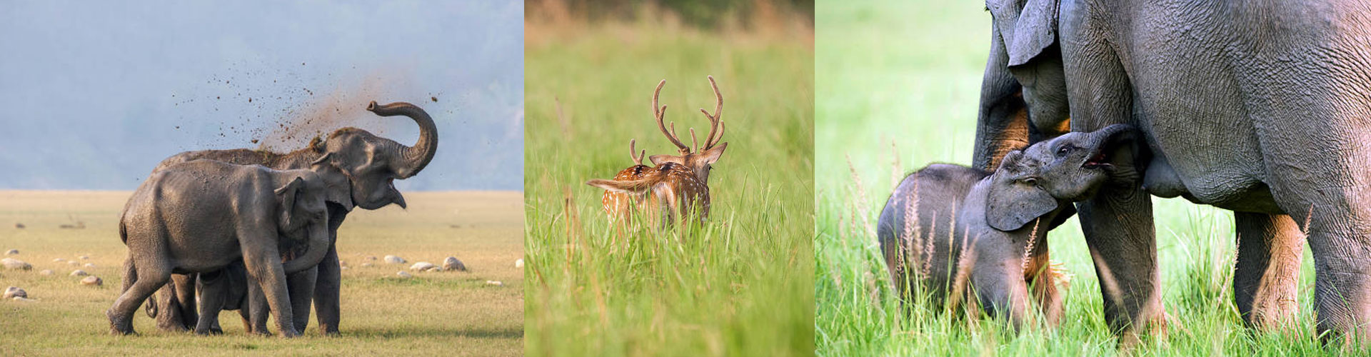 Jhirna Jeep Safari Zone Banner