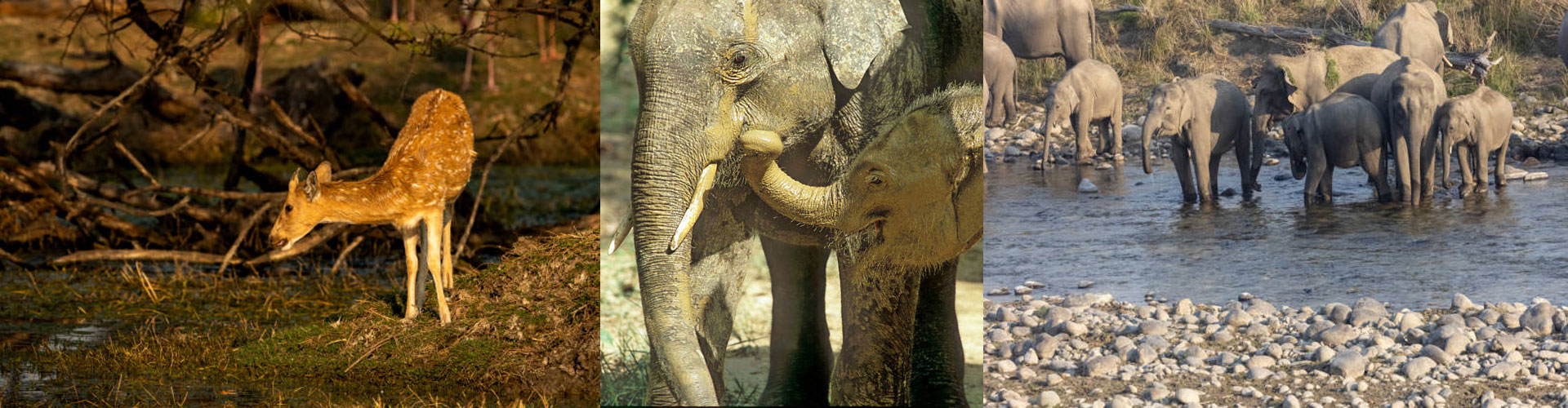 Phato Jeep Safari Zone Banner