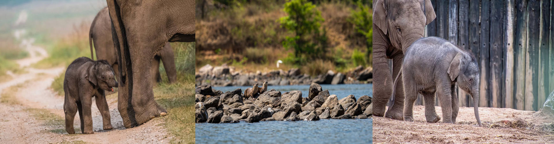 Sitabani Jeep Safari Zone Banner